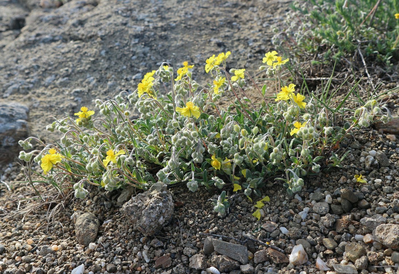 Image of Helianthemum stevenii specimen.