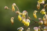 Thalictrum minus