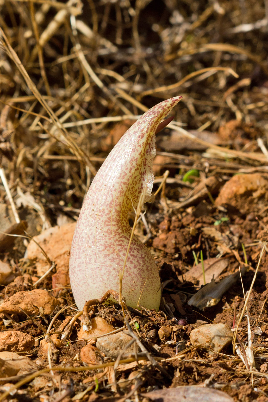 Image of Biarum davisii specimen.