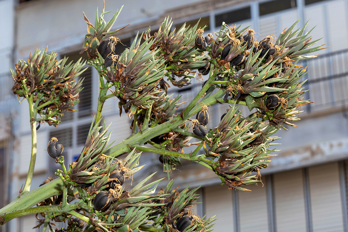 Изображение особи Agave americana.