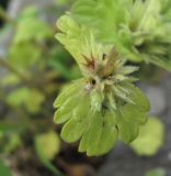 Lamium amplexicaule