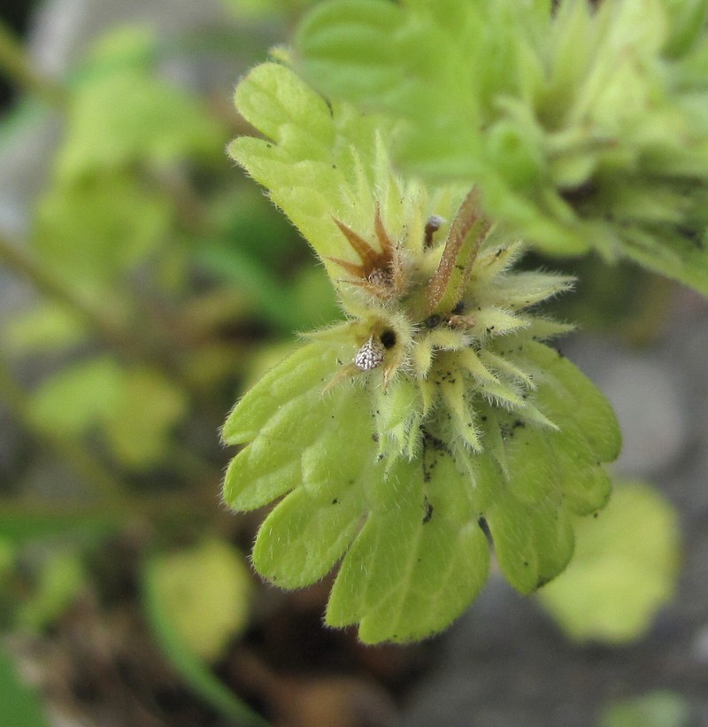 Image of Lamium amplexicaule specimen.