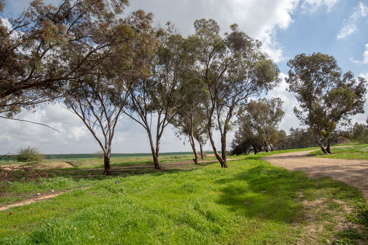 Image of Eucalyptus spathulata specimen.