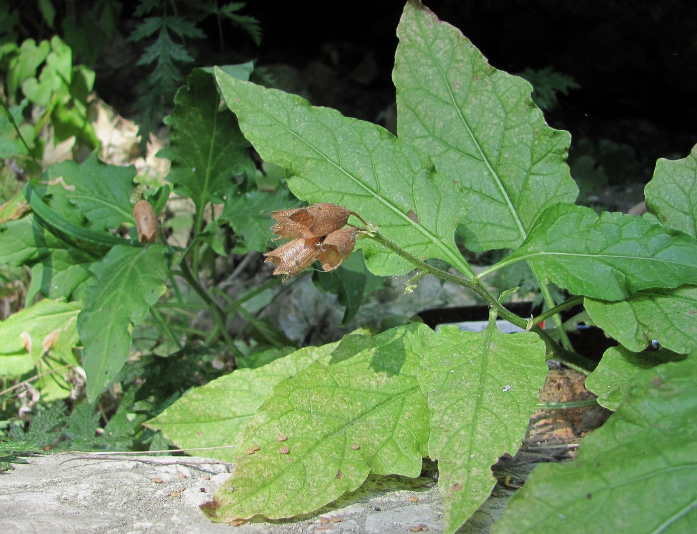 Image of Physochlaina orientalis specimen.