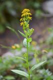 Solidago virgaurea подвид caucasica. Верхушка цветущего растения. Республика Северная Осетия-Алания, Ирафский р-н, Большой Кавказ, хр. Фастагдор, левый склон Караугомского ущелья, ≈ 2130 м н.у.м., сосново-берёзовый лес. 09.07.2021.