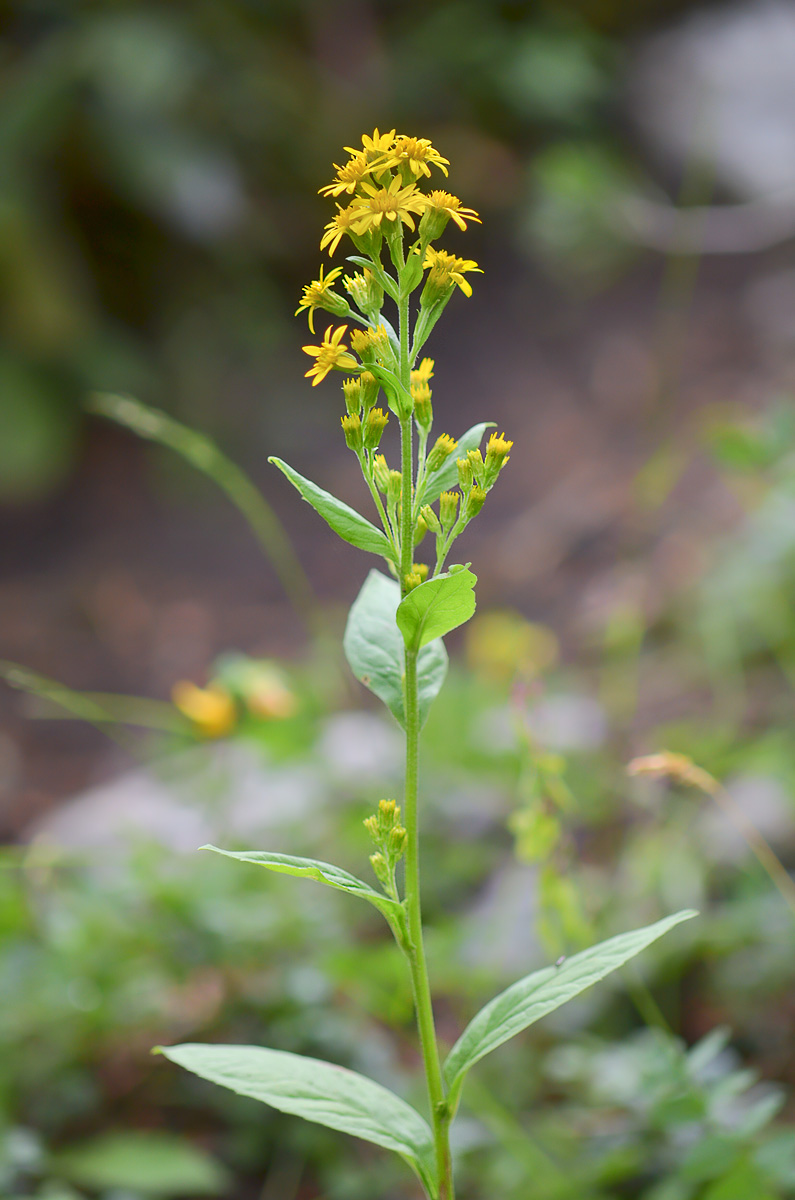 Image of Solidago virgaurea ssp. caucasica specimen.