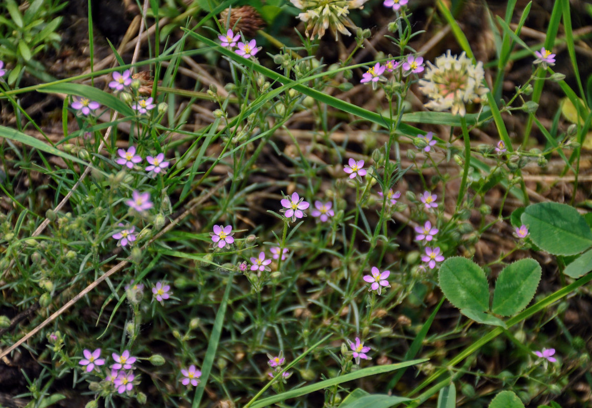 Image of Spergularia rubra specimen.