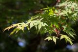 Acer palmatum. Верхушка веточки с плодами. Абхазия, г. Сухум, Сухумский ботанический сад, в культуре. 14.05.2021.