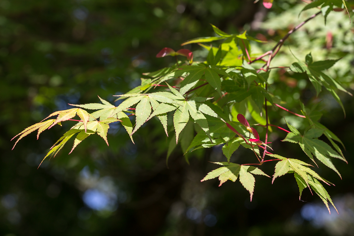 Image of Acer palmatum specimen.