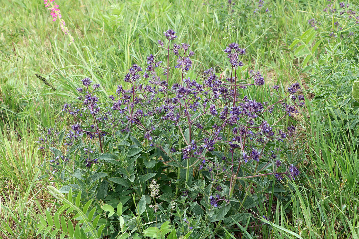 Image of Nepeta ucranica specimen.