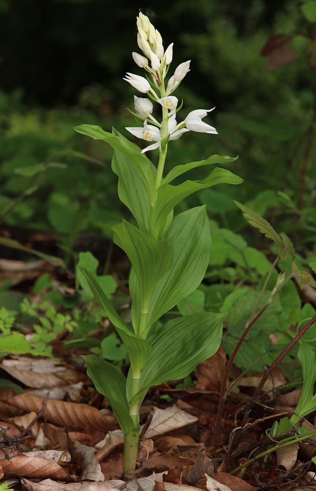 Изображение особи Cephalanthera caucasica.