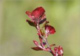 Malus niedzwetzkyana