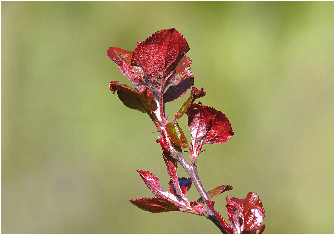 Image of Malus niedzwetzkyana specimen.