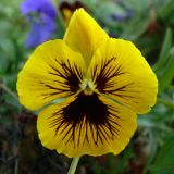 Viola wittrockiana