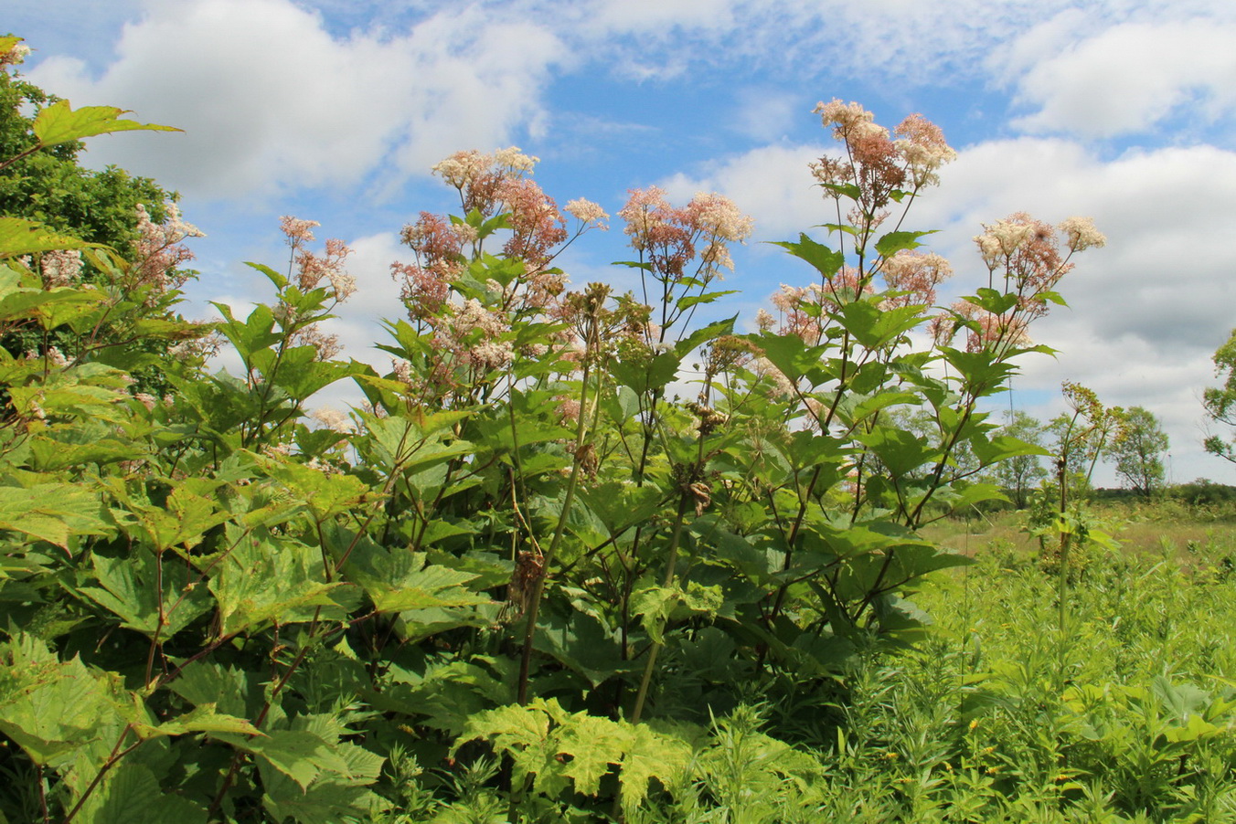 Image of Filipendula camtschatica specimen.