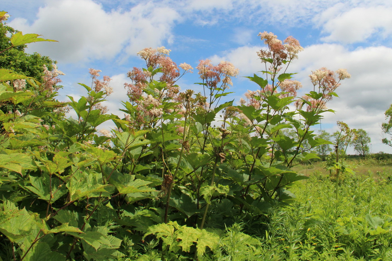 Изображение особи Filipendula camtschatica.