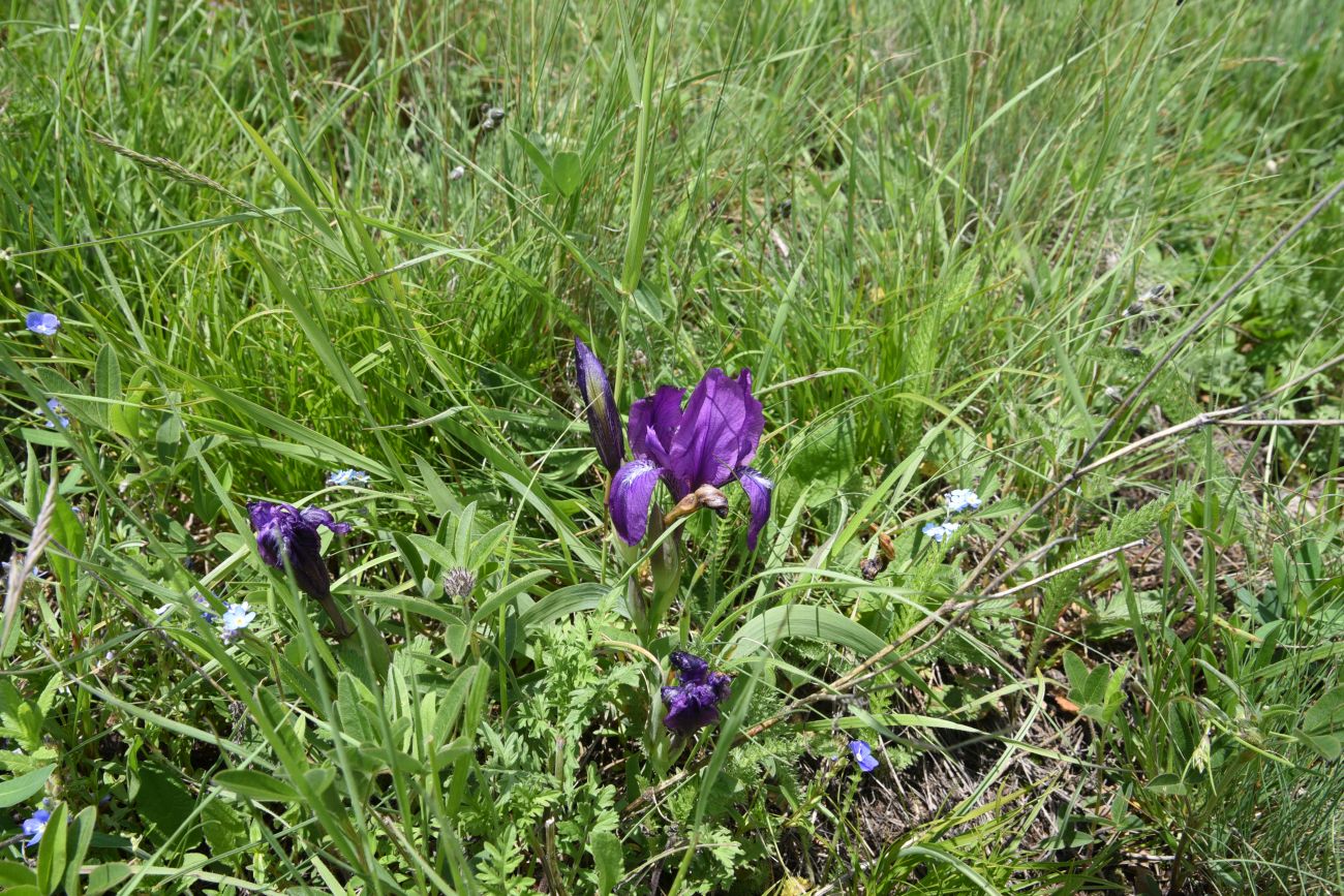 Image of Iris aphylla specimen.