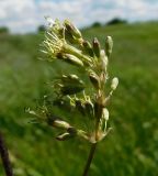 Silene densiflora. Часть соцветия. Ростовская обл., Азовский р-н, с. Кугей, степной склон балки. 16.05.2022.