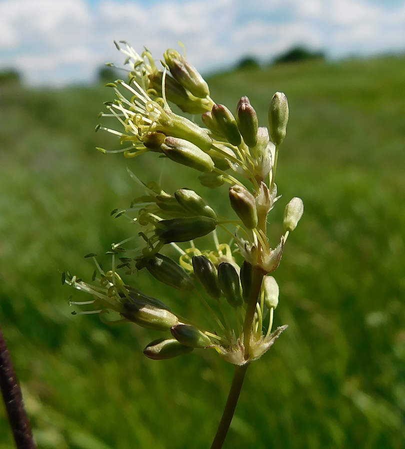 Изображение особи Silene densiflora.