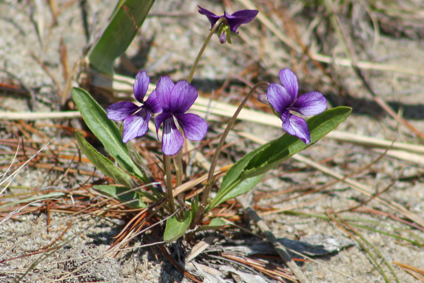Image of Viola mandshurica specimen.