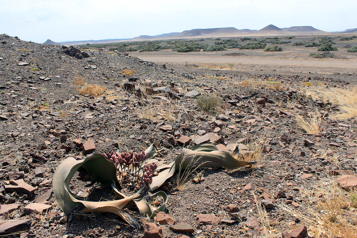 Изображение особи Welwitschia mirabilis.