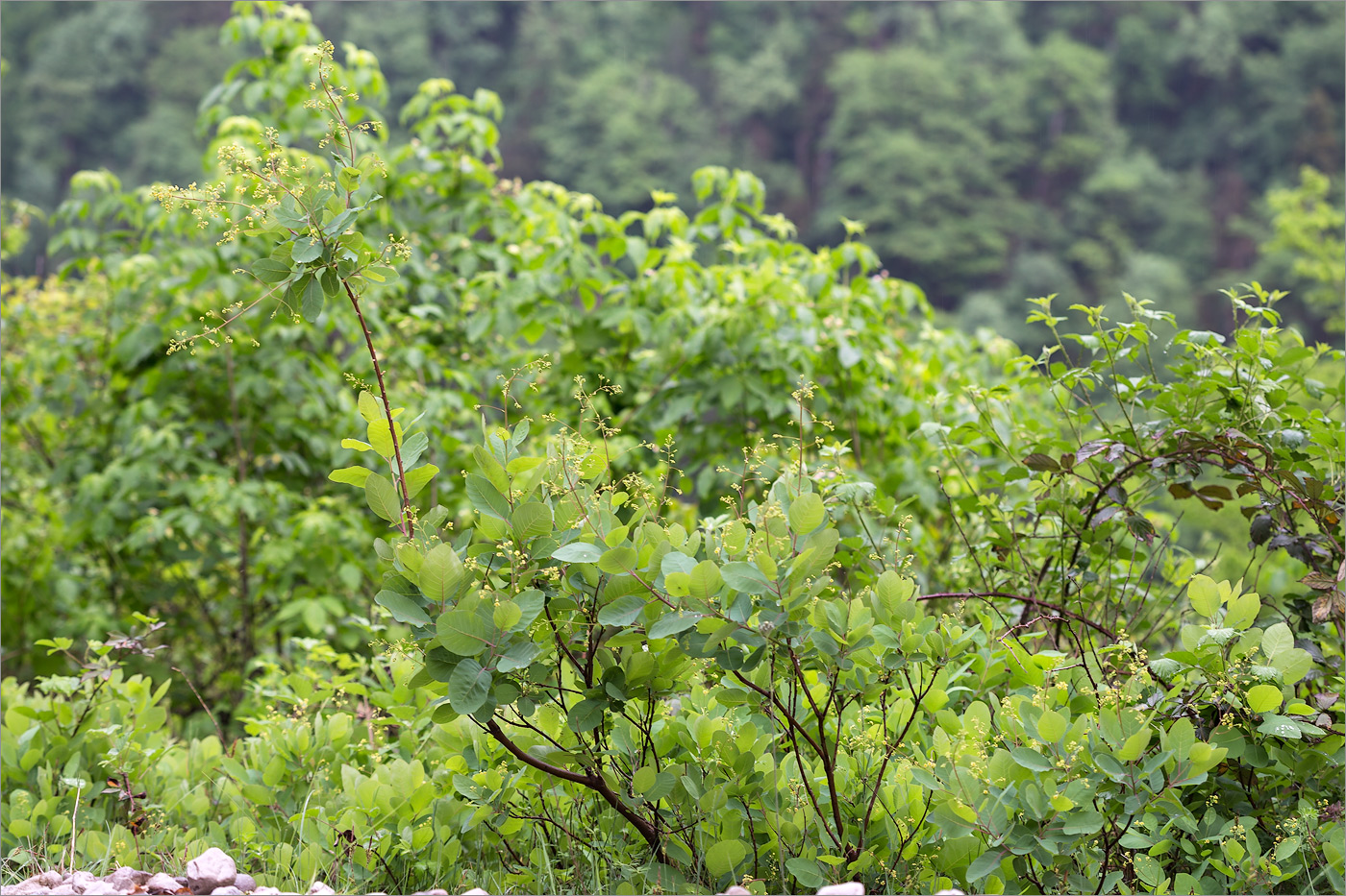 Image of Cotinus coggygria specimen.