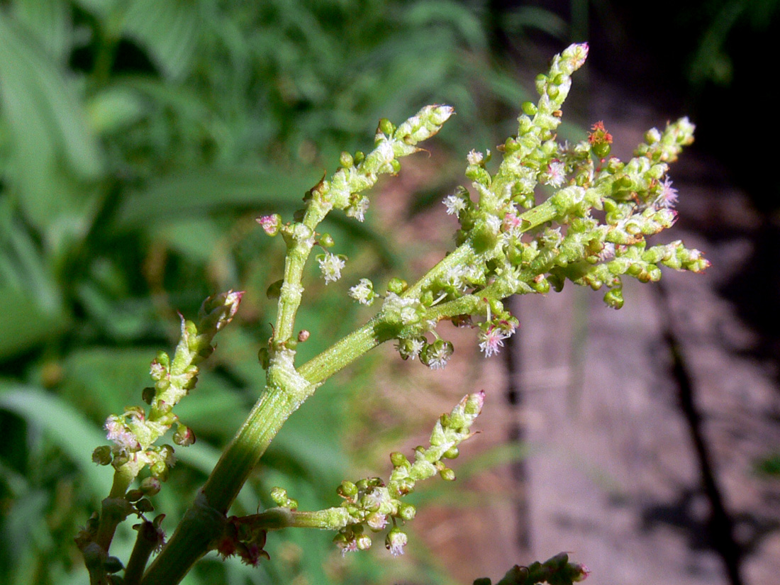 Image of Rumex thyrsiflorus specimen.