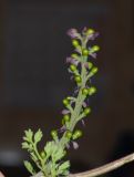 Fumaria densiflora