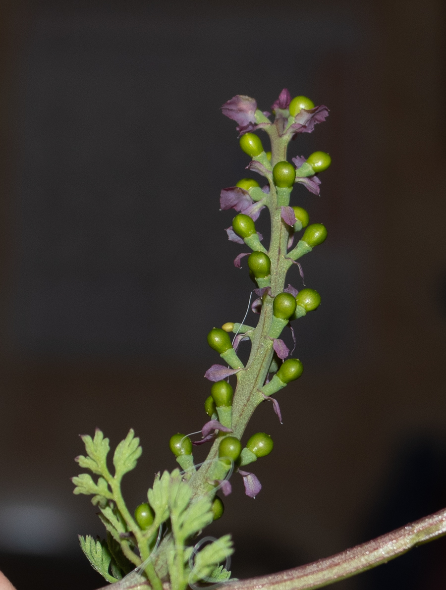 Изображение особи Fumaria densiflora.