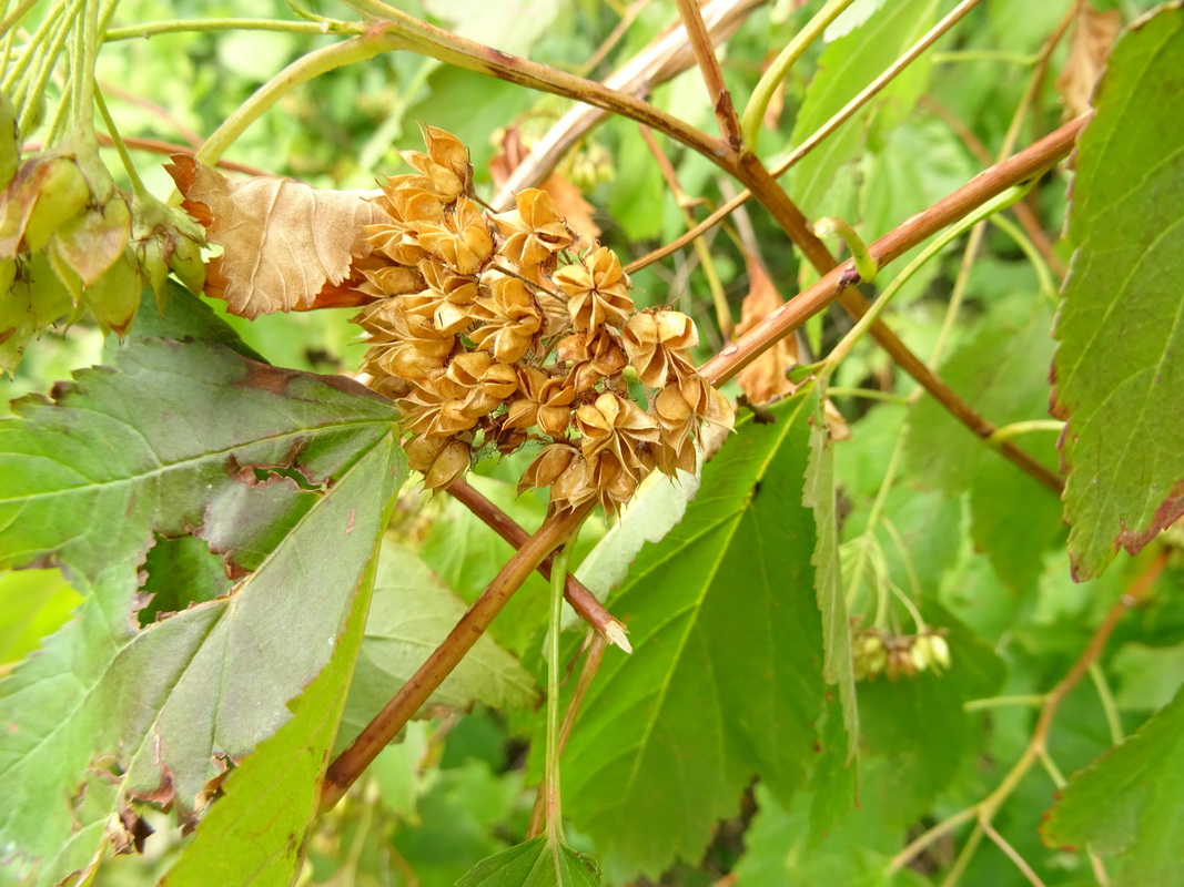 Image of Physocarpus opulifolius specimen.