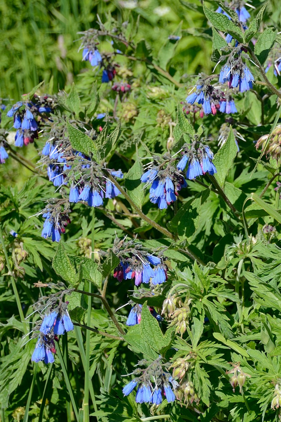 Изображение особи Symphytum asperum.