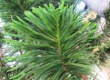 Araucaria heterophylla