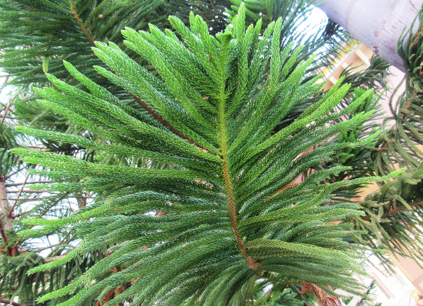 Image of Araucaria heterophylla specimen.