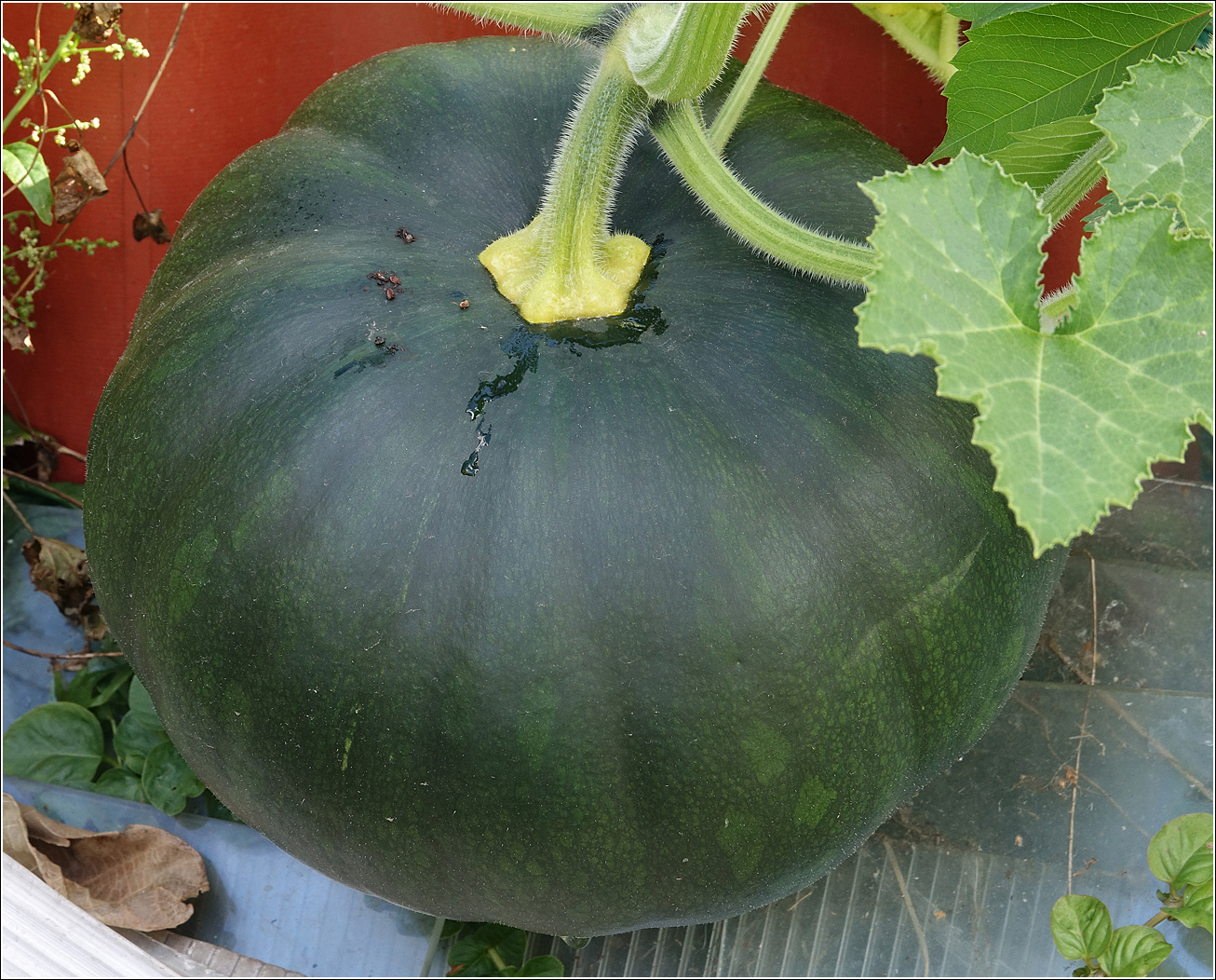 Image of Cucurbita pepo specimen.