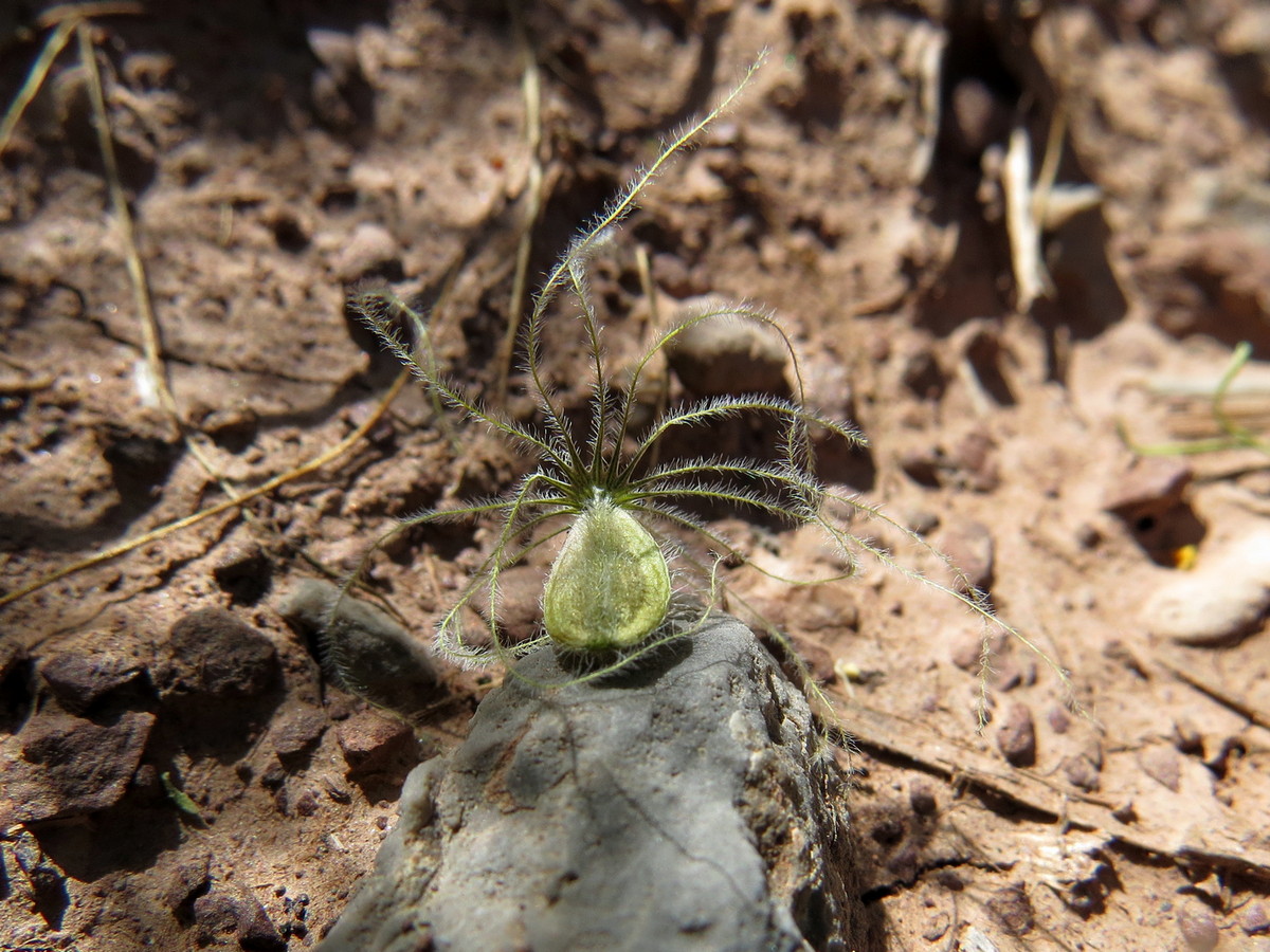 Image of Valeriana chionophila specimen.