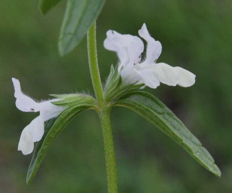 Image of Stachys annua specimen.