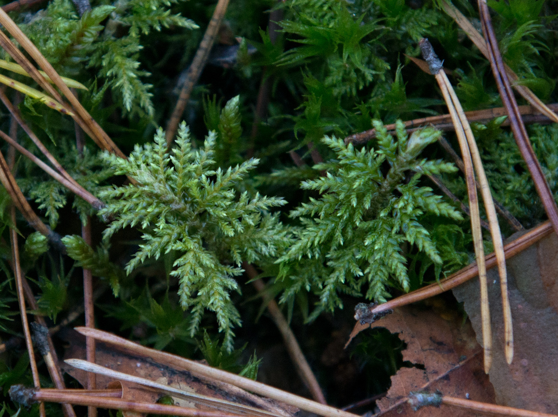 Изображение особи Hylocomium splendens.