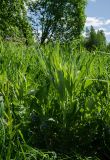 Cirsium heterophyllum. Вегетирующее растение с молодыми побегами. Пермский край, Александровский муниципальный округ, окр. пос. База, дол. р. Яйва, луг. 13 июня 2022 г.