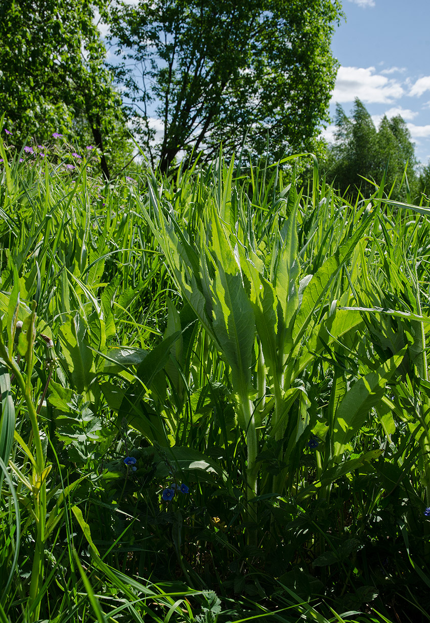 Изображение особи Cirsium heterophyllum.