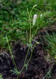 Sanguisorba tenuifolia. Верхушка цветущего растения. Курильские о-ва, о-в Кунашир, берег оз. Лагунное, нарушенный луг. 18.08.2022.