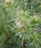 Cirsium echinus. Развивающиеся соцветия. Ингушетия, Джейрахский р-н, ур. Бялган, щебнистая россыпь. 23 июня 2022 г.