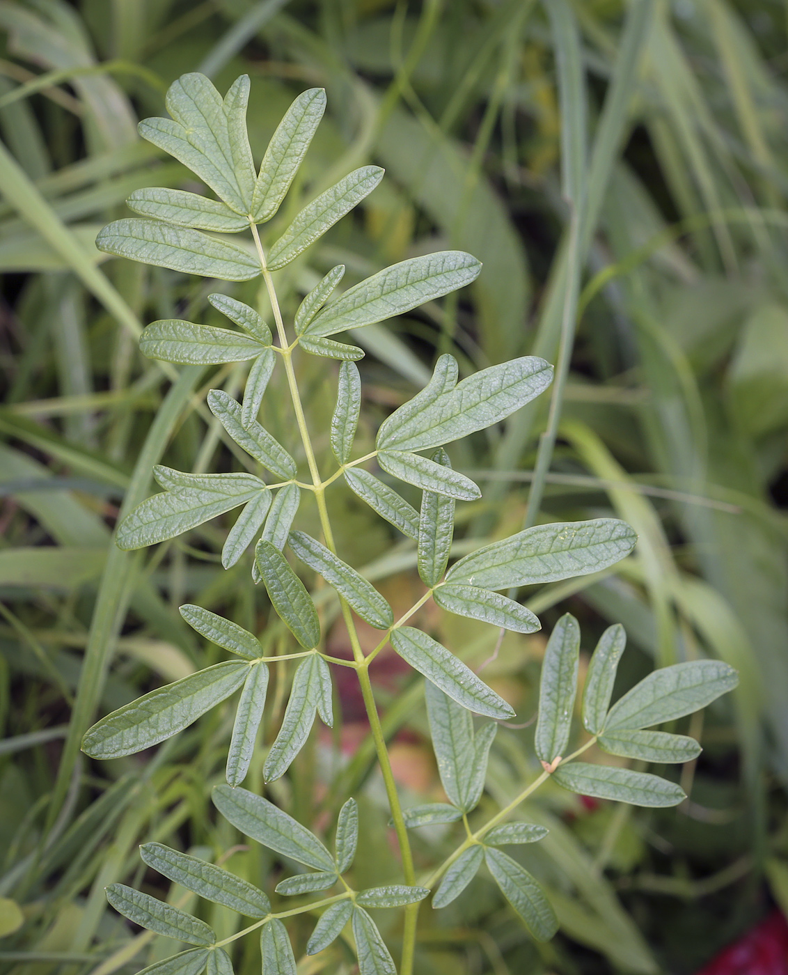 Изображение особи Thalictrum lucidum.