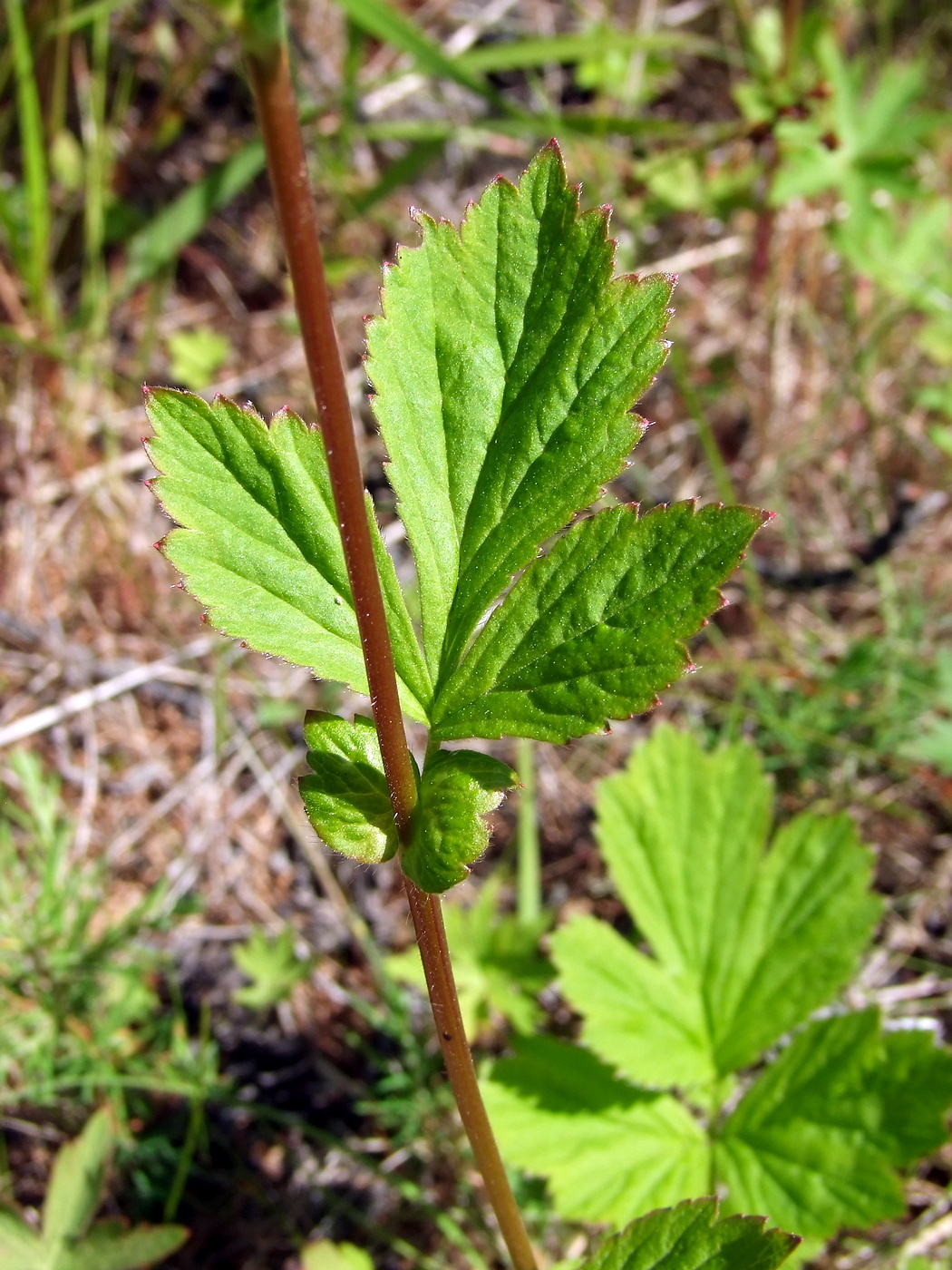 Изображение особи Geum aleppicum.