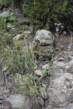 genus Erigeron. Цветущее растение на горном склоне. Южный Казахстан, Таласский Алатау, ущелье Коксай, высота 2400 м н.у.м.