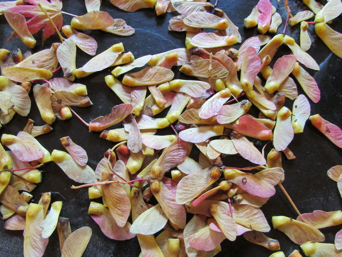 Image of Acer pseudosieboldianum specimen.