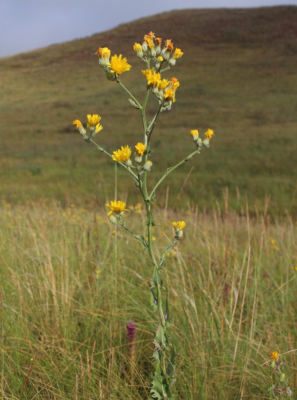 Изображение особи Crepis pannonica.