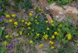 genus Medicago