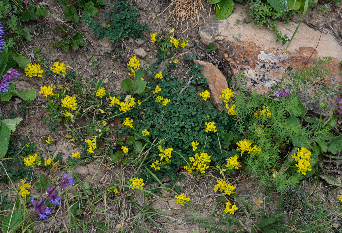 Изображение особи род Medicago.