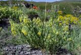 Onosma sericea. Цветущее растение. Армения, обл. Арагацотн, гора Арагац, ущелье р. Аркашен, крепость Амберд, ≈ 2300 м н.у.м., каменистый участок лугового склона. 20.06.2022.