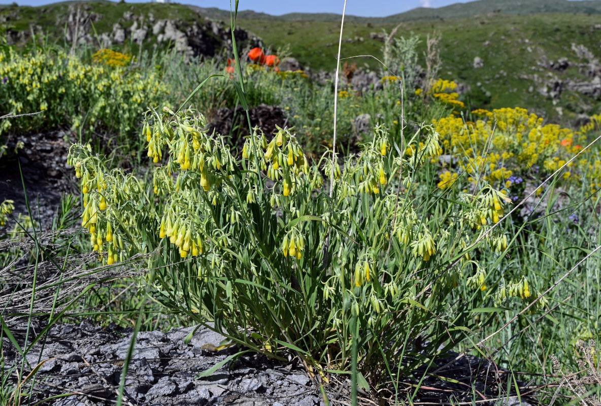 Image of Onosma sericea specimen.